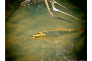Privatan smeštaj Sárvár 19